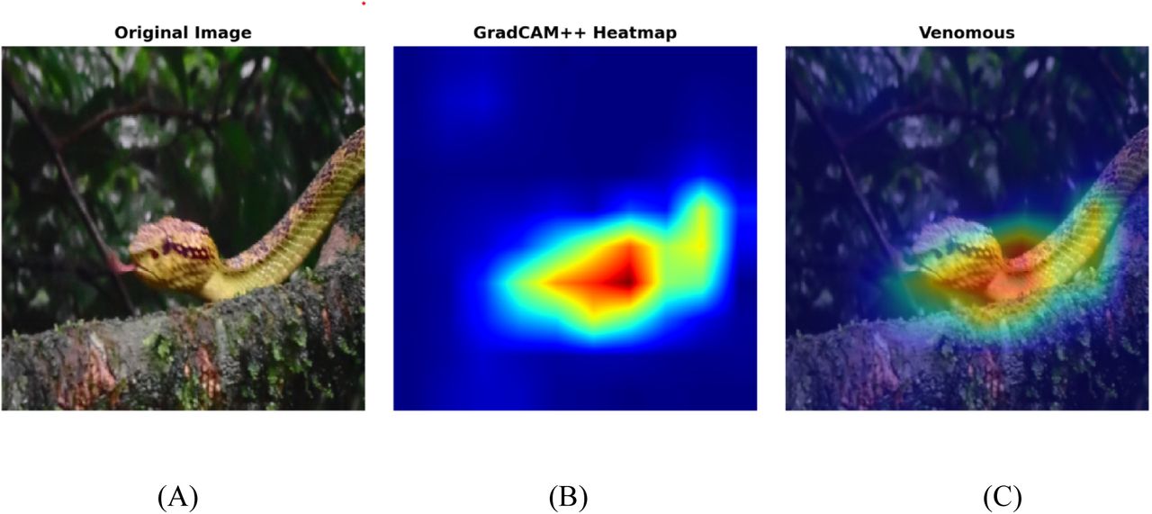 Venomous Image (A) original Image, (B) Gradcam Image (C) Gradcam Overlay