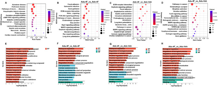 A series of eight panels related to KEGG pathway and GO term enrichments. Panels A to D display bubble plots for KEGG pathway enrichment with variables such as padjust, rich factor, and number indicated by color and size. Panels E to H present bar charts for GO term enrichment, grouped into Biological Process (BP), Cellular Component (CC), and Molecular Function (MF) with color coding. Each panel contrasts different experimental conditions labeled Adu-4F, Ado-4F, and Vivo-Veh, showing significant pathways and processes.
