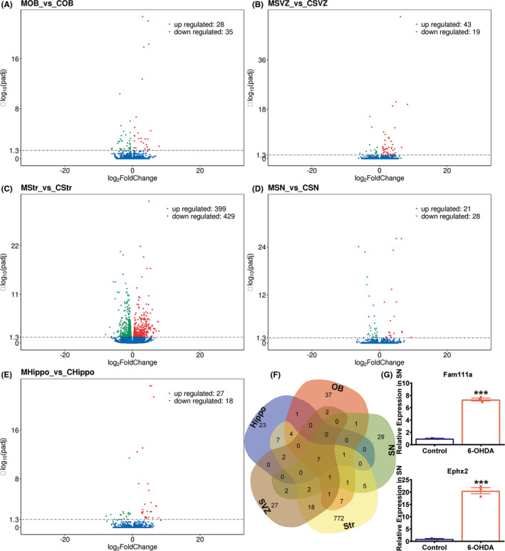 Identification of the DEGs in five brain regions between 6‐OHDA PD rats (n = 3 rats) and saline controls (n = 3 rats). (A‐E) Volcano plots of the DEGs in the OB, SVZ, Str, SN, and Hippo. The x‐axis represents the |log2foldchange| of the DEGs. The y‐axis represents the statistical significance of the DEGs (padj). Red dots represent the upregulated DEGs, green dots represent the downregulated DEGs, and blue dots represent genes with no significant differences. C = saline control group and M = 6‐OHDA PD rat model. (F) Venn analysis of the DEGs in the five brain regions. (G) Relative mRNA expression of Ephx2 and Fam111a, which were the overlapped DEGs of the five brain regions, were validated using RT‐qPCR in the SN (n = 3 rats per group, Student's t test, *p < 0.05, **p < 0.01, ***p < 0.001, saline control vs 6‐OHDA PD rats)