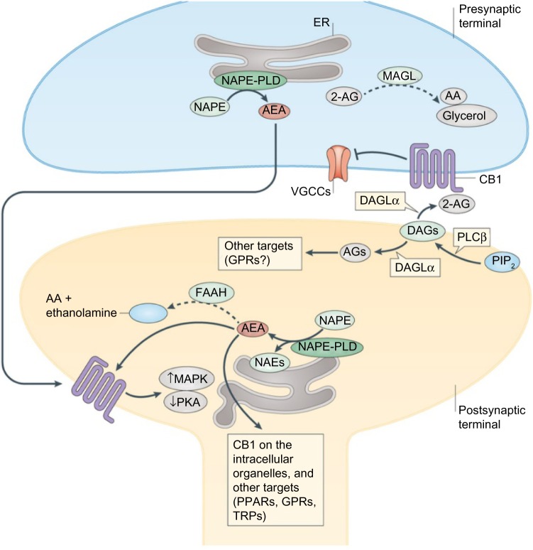 Synaptic endocannabinoid signaling. Dashed arrows indicate inactivation of endocannabinoid.Abbreviations: AA, arachidonic acid; DAGs, diacylglycerols; ER, endoplasmic reticulum; MAPK, mitogen-activated protein kinases; PIP2, phosphoinositide bisphosphate; PKA, protein kinase A; PLCβ, phospholipase Cβ; PPARs, peroxisome proliferator-activated receptors; TRPs, transient receptor potential channels; VGCCs, voltage-gated calcium channels.Note: Reprinted by permission from Macmillan Publishers Ltd: Nature Reviews Neuroscience, copyright 2015.44