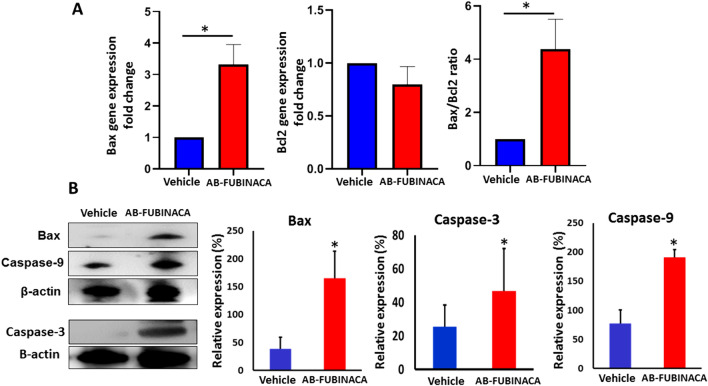 A The relative expression levels of Bax and Bcl2 mRNA and Bax/Bcl2 ratio in the kidney of AB-FUBINACA treated mice compared with vehicle treated mice. B The expression level of Bax, Caspase-3, and Caspase-9 proteins in the kidney of vehicle and AB-FUBINACA treated mice. Data presented as mean ± SEM.*p-value < 0.05