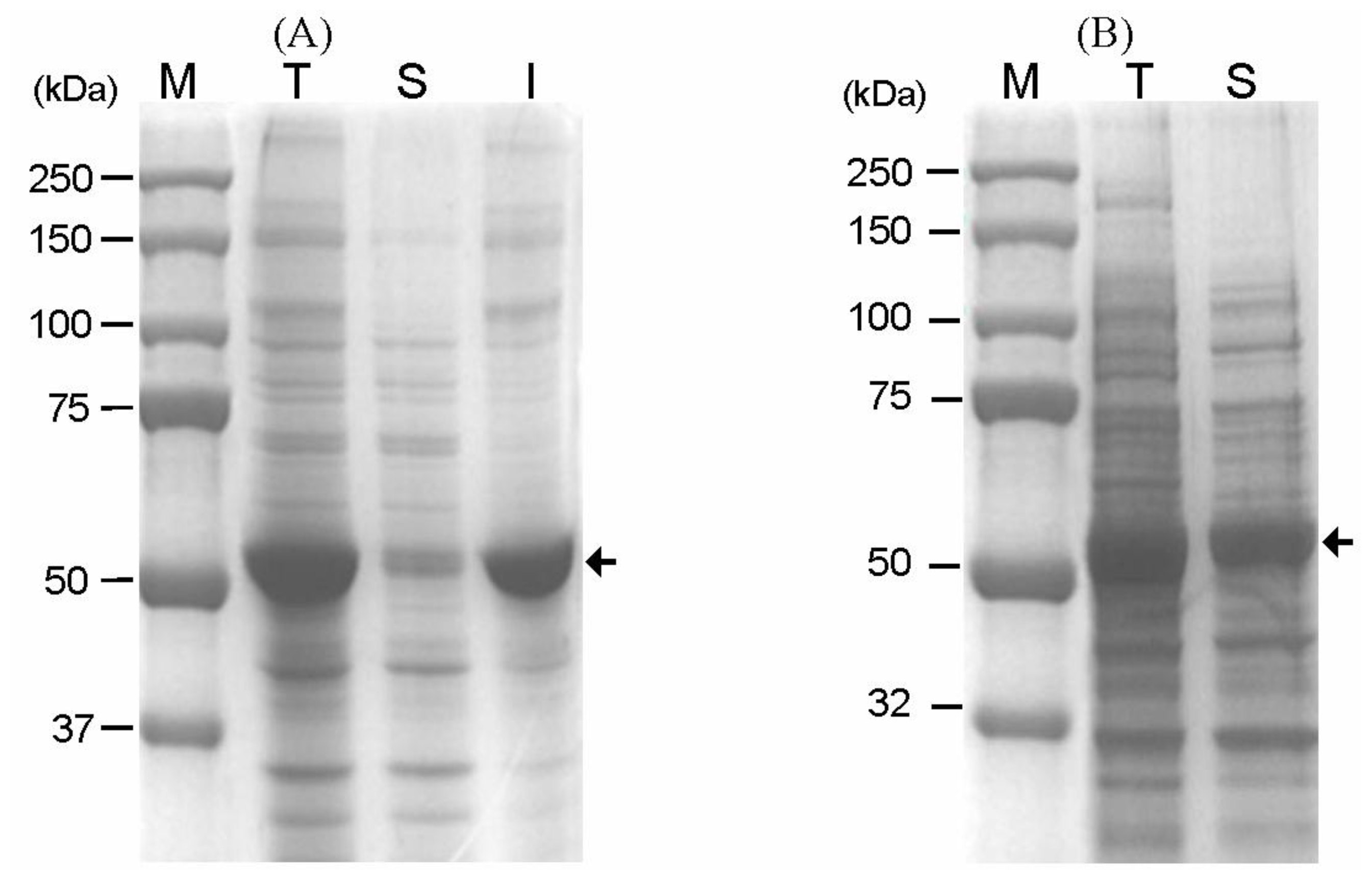 Expression of GAD fused to CBD with a modified linker in E. coli at 37 °C (A) and 18 °C (B). Lane M, Mw marker; lane T, total protein from the induced cells; lane S, soluble fraction from the induced cells; lane I, insoluble fraction from the induced cells. The arrows indicate the position of the CBD-GAD-H6 protein expressed in E. coli.