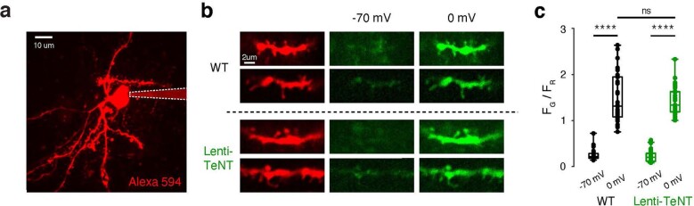 2-photon Ca2+ imaging in SPN dendrites shows that lentiviral expression of TeNT does not alter SPN dendritic Ca2+ signaling.a, Representative 2-photon image of a SPN (1 of 8 cells). b, Images of dendritic segments in red (Alexa594, 50 µM) and green (Fluo-5F, 300 µM) channels while cells were depolarized from -70 mV to 0 mV from WT (top) and TeNT-expressing (bottom) SPNs. c, Summary of depolarization-induced changes in dendritic Ca2+ (GFP-, n = 33 dendrites / 4 cells / 3 mice, -70 mV: 0.25 ± 0.11, 0 mV: 1.45 ± 0.53; p = 3.77e-9; GFP + / TeNT-expressing SPNs, n = 36 dendrites / 4 cells / 3 mice, -70 mV: 0.23 ± 0.14, 0 mV: 1.42 ± 0.30; p = 3.77e-9; GFP- vs. GFP+, p = 0.84). Data are mean ± SEM. (c) Box plots are depicted as mean (center), first/third quartile (lower/upper box limits), and minima/maxima (bottom/top whiskers). Statistical significance was assessed by two-sided ANOVA with multiple comparisons (c) (**** p < 0.0001; n.s. non-significant). Source data