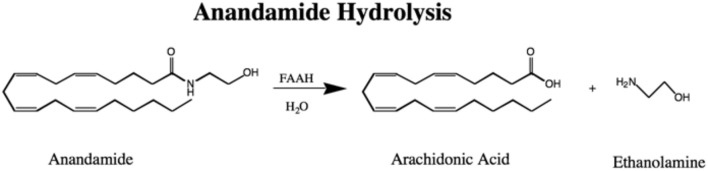 The Hydrolysis of Anandamide to Arachidonic Acid and Ethanolamine by FAAH.