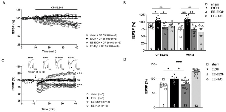 EE recovers CB1R-mediated excitatory transmission and MPP-LTD impaired by EtOH intake during adolescence. EE in young adult brain leads to MPP-LTP. (A) CP 55,940 (10 μM, white circles) reduces fEPSPs in sham but not in EtOH-treated mice (black circles). EE recovers the fEPSPs impaired by EtOH intake during adolescence (dark grey circles). CP 55,940 (10 μM, light grey circles) depresses fEPSPs in EE-H20. Data are expressed as mean ± SEM. Student’s t-test, p > 0.05 (ns = not significant); * p ≤ 0.05; ** p ≤ 0.01 vs. baseline. (B) Summary bars: sham + CP 55,940 (10 μM), EtOH + CP 55,940 (10 μM), EE-EtOH + CP 55,940 (10 μM), EE-H2O + CP 55,940 (10 μM); sham + Win-2 (5 μM), EtOH + Win-2 (5 μM), EE-EtOH + Win-2 (5 μM), EE-H2O + Win-2 (5 μM). Numbers in the bars are individual experiments. Data are expressed as mean ± SEM. One-way ANOVA, p > 0.05 (ns = not significant); * p ≤ 0.05; ** p ≤ 0.01. (C) Up; superimposed traces (average of 10 consecutive fEPSPs taken at the time indicated on the time course) showing the effect after LFS (10 min, 10 Hz). Down; LFS triggers MPP-LTD in sham (white circles) but not in EtOH (black circles). EE-EtOH rescues MPP-LTD (dark grey circles) and LFS leads to MPP-LTP in EE-H20 (light grey circles). Data are expressed as mean ± SEM. Student’s t-test, p > 0.05 (ns = not significant); * p ≤ 0.05; *** p ≤ 0.001 vs. baseline. (D) Summary bar graph of MPP-LTD and MPP-LTP experiments: sham, EtOH, EE-EtOH, and EE-H20. Numbers in the bars are individual experiments. Data are expressed as mean ± SEM. One-way ANOVA, * p ≤ 0.05; *** p ≤ 0.001.