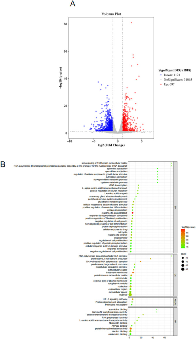 (A) Volcano map for screening differentially expressed genes. (B) GO and KEGG analysis results.