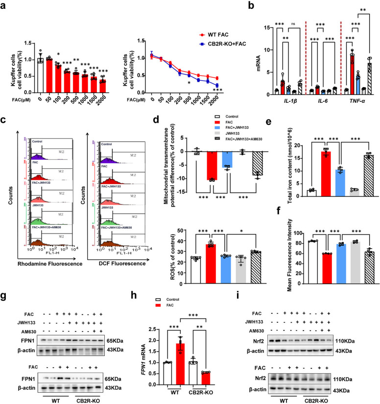 CB2R mitigates iron-induced injury in Kupffer cells by promoting Nrf2/FPN1-mediated iron export. a Cell viability of WT and CB2R-KO Kupffer cells exposed to FAC, measured by CCK-8 assay (n = 6, 6 respectively). b Relative mRNA levels of pro-inflammatory cytokines IL-1β, IL-6, and TNF-α (n = 4, 4, 4 respectively). c Representatives of the flurometric assay on MMP and ROS in different treatment groups. d Summarized data demonstrated changes in MMP and ROS in kupffer cells (n = 3, 5 respectively). e Total cellular iron content (n = 4). f The level of LIP was detected by using flow cytometry (n = 4). g Representative Western blots of FPN1 protein in different treatment groups, with β-actin as the loading control. h FPN1 mRNA expression levels determined by qRT-PCR (n = 4). i Representative Western blots of Nrf2 protein in different treatment groups, with β-actin as the loading control. *P < 0.05, **P < 0.01, ***P < 0.001. Data are presented as the mean ± SD for each group. Individual data points are displayed as dots