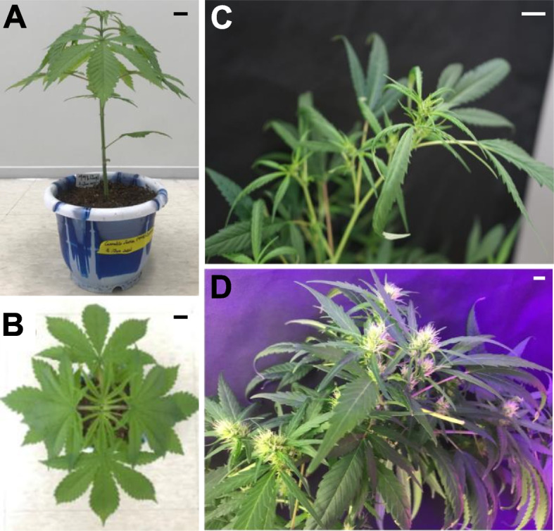 Phenotype of hemp Cheungsam. A Hemp Cheungsam during the vegetative growth stage. B Top-down view of hemp Cheungsam, showing palmate leaves. C Female flowers developing at the cola at 2 w after flower induction. D Developed female flowers at the cola at 5 w after flower induction. Black (A, B) and white (C, D) scale bars, 1 cm