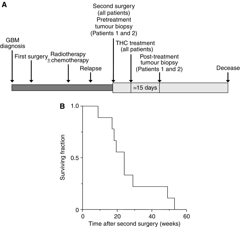 Effect of THC administration on overall survival. (A) Schematic diagram of the clinical protocol. See text for further details. (B) Kaplan–Meier survival curve of the cohort of patients from the surgical operation of tumour relapse. For comparison with survival upon administration of standard chemotherapeutic drugs such as temozolomide and carmustine, see Dinnes et al (2002) and Brem et al (1995), respectively.