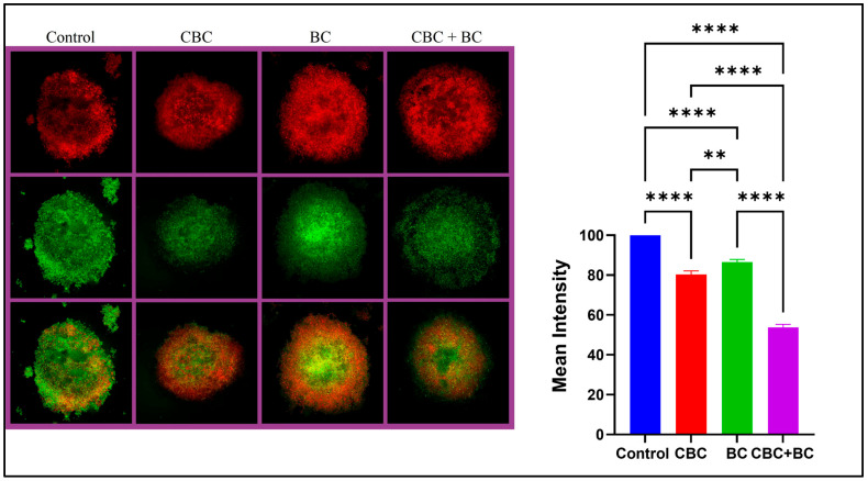Dual acridine orange/ethidium bromide fluorescent staining of MDA-MB-231 DOX RT 3D spheroids. The cells were treated with (a) Control, (b) IC50 concentration of CBC, (c) IC50 concentration of BC, and (d) IC50 concentration of CBC + BC. Live cells fluoresced green (acridine orange staining), whereas dead cells fluoresced red (ethidium bromide staining). Bar graph represents relative green/red intensity (% of control). Statistical significance was determined using one-way ANOVA followed by Tukey’s post hoc test (** p < 0.01, **** p < 0.0001). Scale bar = 200 µm.