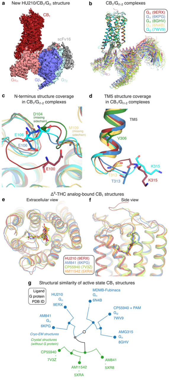 Active state CB1 structures – completeness and complexes with Gi and THC analogs.a, Cryo-EM density map (sharpened) of the HU-210/CB1/Gi1 signaling complex. b, CB1-Gi complexes17,19,38,39 superposed based on the seven transmembrane helix backbone atoms. c, d, N-terminal (c) and TM5 (d) segments uniquely covered by the HU-210/CB1/Gi1 structure. The shown residues are the terminal residue in each structure. e, f, Extracellular (e) and (f) side views of THC analog/CB1 structure complexes. g, Structure similarity tree of active state CB1 structures based on a conformational clustering in GPCRdb making a superposition-independent all-to-all residue distance comparisons across the transmembrane domain74.
