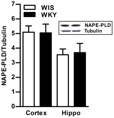 Basal levels of NAPE-PLD in the brain of WKY rats.There were no significant differences in the levels of NAPE-PLD enzyme in frontal cortex and hippocampus of WKY rats compared to WIS rats (A). A representative immunoblot for hippocampus is provided in the upper panel (B). Hippo; Hippocampus.