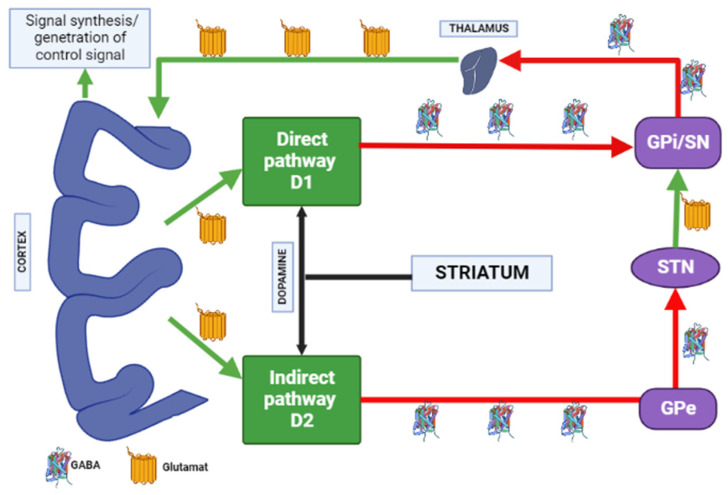 Distribution of A1 and A2A adenosine receptors in the human brain. Note: GPe—globus pallidus external; GPi—globus pallidus internal; STN—subthalamic nucleus; SN—substantia nigra; GABA—gamma aminobutyric acid.