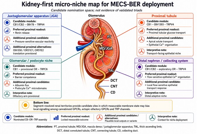 Kidney map linking the juxtaglomerular apparatus, glomerulus/podocyte niche, proximal tubule and distal nephron/collecting system to nominated cannabinoid GPCR, ectopic olfactory GPCR and TRP-channel candidate assemblies. The preferred proximal readouts are renin release, barrier competence, proximal tubular glucose transport and flow-sensitive epithelial Ca2+ organization. The figure marks these territories as prospective nomination spaces, not evidence of validated CB–OR–TRP assemblies.