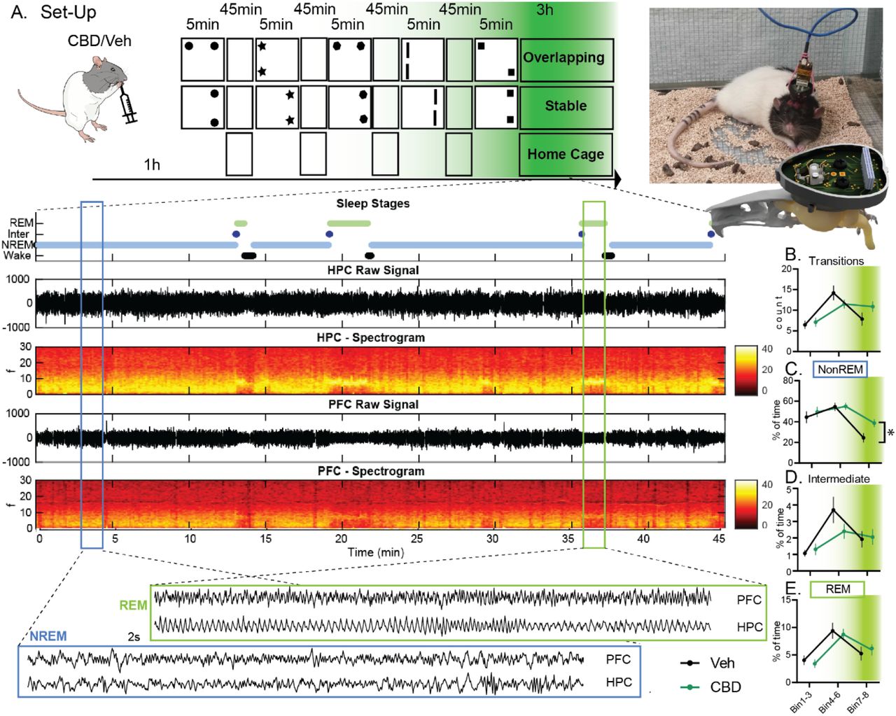 Electrophysiological experimentsA. Rats were implanted with a wire-drive (picture on the right). On study days they received CBD or Vehicle (Veh) orally and one hour later started the OS training as in Fig.1. In addition to the conditions Overlapping and Stable, animals also spent one study day always in the Home Cage during the usual training periods (circadian, no-learning control). Below manually scored sleep stages as well as raw signal and spectrograms arising from the hippocampus (HPC) and prelimbic cortex (PFC) are shown for an example 45min bin. Finally, for each NonREM (NREM) and REM state a 2s example of raw LFP is presented. Next separated for Bin 1-3, 4-6 and 7-8 the count of state-transition (B) as well as percent time spend in NonREM (C), Intermediate (D) and REM (E). Only NonREM showed a significant effect with more sleep in the final bins in rats treated with CBD. For A-E green shading implies expected effective CBD levels. *p<0.05