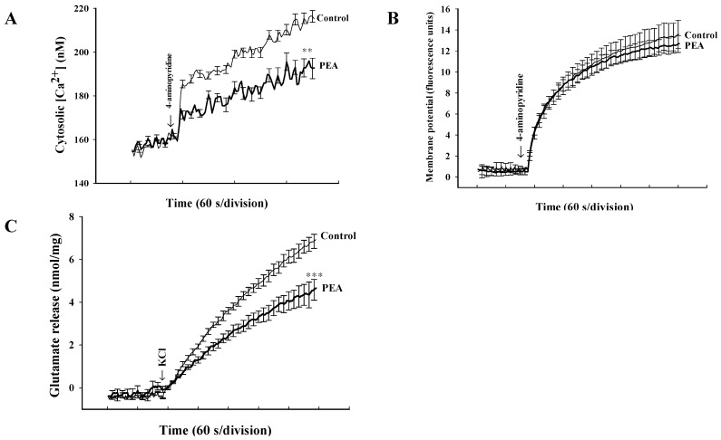 PEA reduces the 4-aminopyridine-induced increase in cytosolic Ca2+ concentration ([Ca2+]C) but fails to alter the synaptosomal membrane potential. The [Ca2+]C (nM) (A) or synaptosomal membrane potential (B) was measured in the absence (control) and in the presence of 5 μM PEA, added 10 min before depolarization with 1 mM 4-aminopyridine. (C) Inhibition of KCl (15 mM)-evoked glutamate release by PEA. Results are mean ± SEM of 5 independent experiments. ** p < 0.01, *** p < 0.001 versus control group.