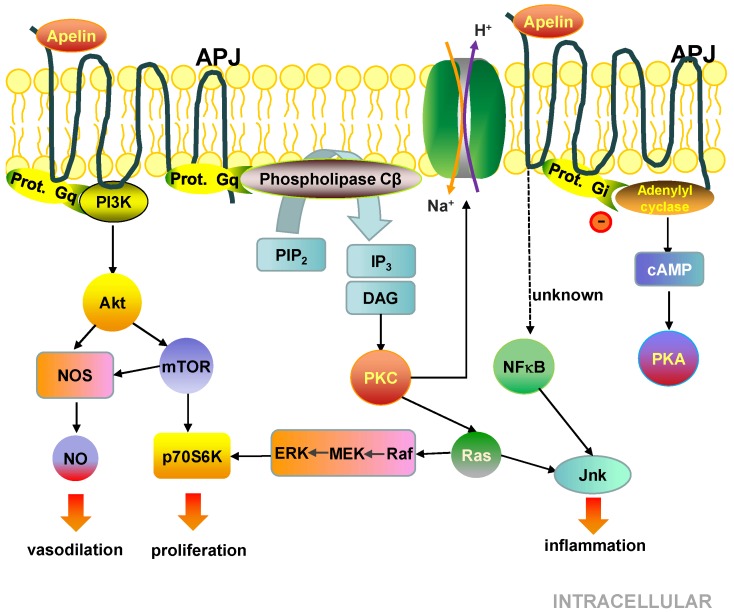 Molecular and cell signalling pathways of APJ.