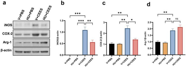 CB2R activation reduces the CEES-induced proinflammatory macrophage phenotype. C57BL/6J WT mice were treated with vehicle or HU308 and exposed to either PBS (control) or CEES. The macrophage M1 phenotype was examined by measuring the levels of iNOS and Cox-2 in AMs. Representative immunoblot images are displayed in panel (a), while the corresponding densitometry data are presented in panels (b) and (c). The protein level of the M2 macrophage marker was also examined. A representative immunoblot image is shown in panel (a) and densitometry data are presented in panel (d), n = 5, * p < 0.05, ** p < 0.01, *** p < 0.001. ns: non-significant. Data are presented as the mean ±SEM. V: vehicle, HU: HU308.