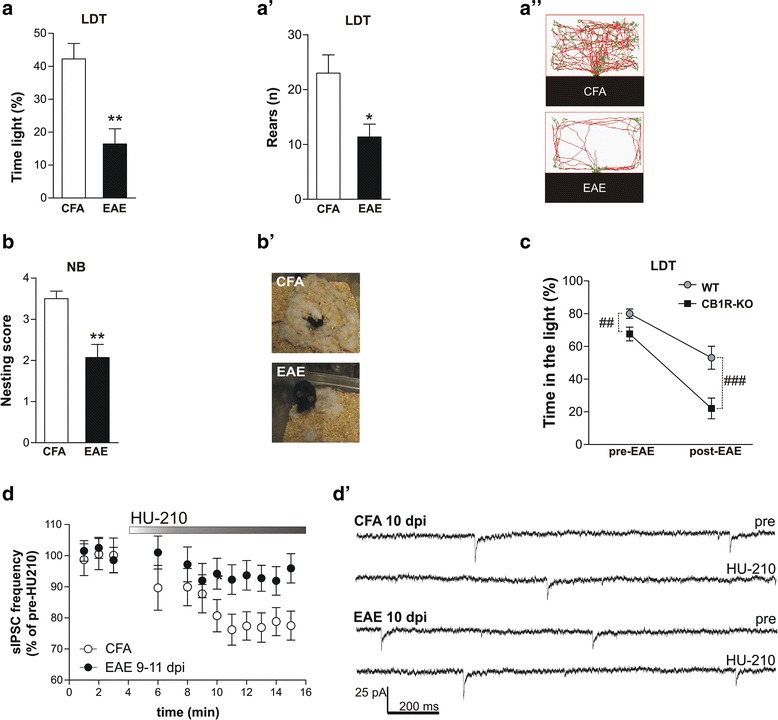Anxiety-like behavior in EAE is associated to CB1R dysfunction in the striatum. a Exploratory behavior of EAE mice was investigated firstly by LDT confirmed increased anxiety-like behavior in EAE group as showed by time spent in the light zone of the task. a’ Rear episodes in EAE mice were severely reduced in comparison to CFA mice. a” Representative video-recording tracking of CFA and EAE mice performance in the light zone of the LDT apparatus. b, b’ EAE and CFA control mice were evaluated for their ability to construct nests (rated on a 4-point scale) to investigate motivation-based behavior. Bar graph shows a reduction in the quality of nest in EAE mice (b). b’. Representative photographs of nests built by CFA and EAE mice. c. The performance of CB1R-KO mice at the LD test (% of time spent in the bright compartment) revealed an anxiety-related behavior, which is heavily affected by EAE induction. d, d’ Bath application of the CB1R agonist HU210 on striatal slices induced sIPSC frequency reduction in CFA mice (p < 0.01). In EAE striatal slices, the effect of HU210 was abolished (p > 0.05) (d). Representative electrophysiological traces are depicted in d’. Values are means ± SEM. Statistical differences were analyzed by unpaired T-test or Mann-Whitney test (behavior) and by paired T-test (electrophysiology). *p < 0.05, **p < 0.01. Two-way ANOVA analysis for genotype factor: ##p < 0.01, ### p < 0.0001