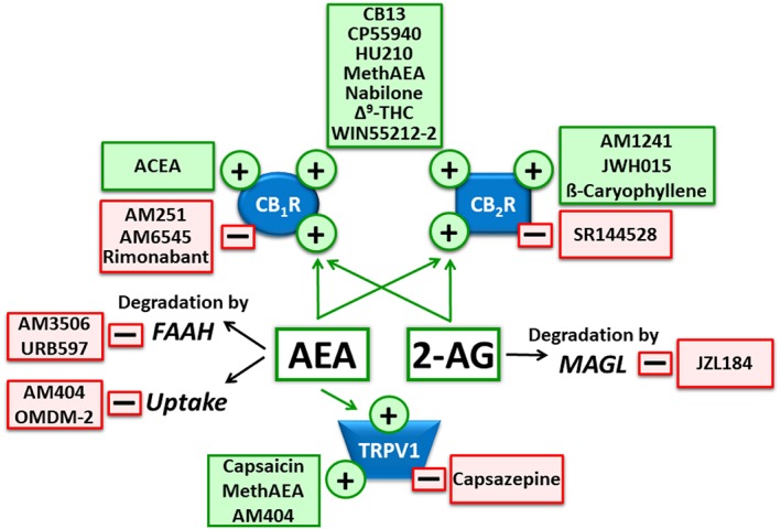 The ECS and modifying drugs. The ECS comprises (i) the eCBs themselves (AEA and 2‐AG), (ii) enzymes for ligand biosynthesis and inactivation (in italics) and (iii) the receptor targets (blue structures). Only those components of the system and drugs that have been considered in this review, are shown in the Figure. Arrows (black line) designate chemical alteration or cellular uptake; arrows (green line) designate (partial) agonism at the respective receptor. The plus sign (and green colour) designates (partial) agonism at the respective receptor; the minus sign (and red colour) designates antagonism, inverse agonism or inhibition at the respective mechanism.