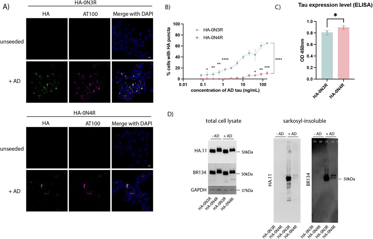 Seeded aggregation of HA-tagged full-length, 0N3R and 0N4R wild-type tau by AD brain-derived tau seed. A) Representative immunofluorescence images of HEK293 cells stably expressing HA-0N3R or HA-0N4R tau with or without treatment AD seed in the presence of Lipofectamine 2000. sb = 10μm B) Quantification of percent cells bearing HA-puncta (two-way ANOVA with Fisher’s LSD, **** p<0.0001, *** p = 0.0002, ** p <0.006, * p < 0.03). C) Total tau (HT7) ELISA showing relative expression levels of HA-0N3R and HA-0N4R HEK293 cell lines (unpaired t-test, * p = 0.0278). D) Immunoblot of total cell lysate and sarkosyl-insoluble fraction of HEK293 cell lines with or without treatment with AD seed using a C-terminal tau antibody (BR134) and anti-HA antibody.
