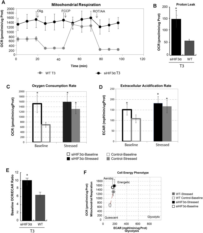 Hif3α silencing increases mitochondrial respiration. 3T3-L1 cells were transfected with siHif3α and induced to differentiate (A) Seahorse analysis showed the Oxygen consumption rate (OCR) expressed in ug protein. (B) Proton Leak. (C) Oxygen Consumption Rate. (D) Extracellular Acidification Rate. (E) Baseline OCR/ECAR ratio (F) Mitochondrial respiration vs. glycolysis. Values are mean ± SD (n = 3; *p < 0.05 vs. WT or control cells).