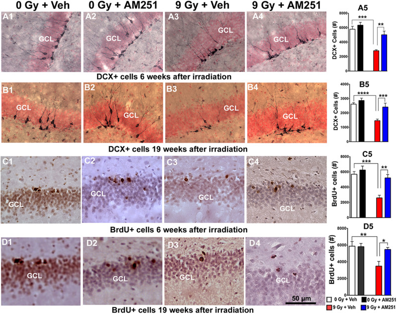 AM251 preserves the number of immature neurons and cell proliferation in the irradiated hippocampus of mice. DCX: Representative images showing density of immature neurons (DCX + cells, brown staining) in the SGZ-GCL of the hippocampus (pink, nuclear staining) at 6 (A1–A4) and 19 weeks (B1–B4) following irradiation. At 6- and 19-weeks postirradiation, significant radiation-induced reductions in the number DCX + immature neurons were found, an effect that was ameliorated significantly by short- (A5) and long-term (B5) AM251 treatments, respectively. BrdU: Representative confocal images showing BrdU + cells (darkly staining) in the SGZ-GCL of the hippocampus at 6 (C1–C4) and 15 weeks (D1–D4) following irradiation. At 6 and 19 weeks postirradiation, significant radiation-induced reductions in the number of BrdU + cells were found which was prevented by short- (C5) and long-term (D5) AM251 treatments, respectively. Data presented as means ± SEM, N = 6. P-values derived from two-way ANOVA followed by Bonferroni correction for multiple comparisons. *P < 0.05; **P < 0.01; ***P < 0.001; and ****P < 0.0001.
