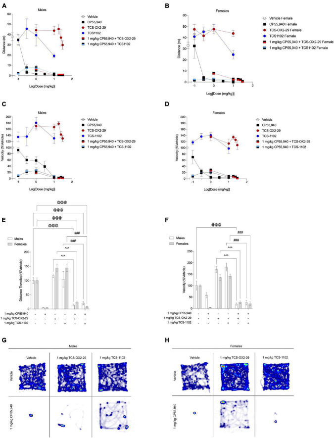 Acute anti-locomotive effects from cannabinoid and orexin drug treatments. (A–D) Male and female C57BL/6 mice aged 6–12 weeks were i.p. administered one of the following dose ranges: CP55,940 (0.1–10 mg/kg), TCS-OX2-29 (1–30 mg/kg), TCS-1102 (0.1–10 mg/kg), 1 mg/kg CP55,940 + TCS-OX2-29 (1–30 mg/kg), or 1 mg/kg CP55,940 + TCS-1102 (0.1–10 mg/kg). 25 min post-injections, all mice underwent the open field test to assess locomotion. Distance traveled (E) and average velocity (F) were compared within (sex) and between (drugs) the following experimental groups: 1 mg/kg CP55,940, 1 mg/kg TCS-OX2-29, 1 mg/kg TCS-1102, 1 mg/kg CP55,940 + 1 mg/kg TCS-OX2-29, or 1 mg/kg CP55,940 + 1 mg/kg TCS-1102. All anti-locomotive data are expressed as m or cm/s, and as means ± SEM. n = 6 for all treatment groups. Significance was calculated using a two-way ANOVA followed by Tukey’s post hoc analyses. @@@p < 0.001 compared to Vehicle within sexes. ^^^p < 0.001 compared between 1 mg/kg TCS-OX2-29 and 1 mg/kg CP55,940 + 1 mg/kg TCS-OX2-29. ###p < 0.001 compared between 1 mg/kg TCS-1102 and 1 mg/kg CP55,940 + 1 mg/kg TCS-1102. (G,H) Representative heat maps illustrating the locomotion of male (G) and female (H) C57BL/6 mice treated with either 1 mg/kg CP55,940, 1 mg/kg TCS-OX2-29, 1 mg/kg TCS-1102, 1 mg/kg CP55,940 + 1 mg/kg TCS-OX2-29, or 1 mg/kg CP55,940 + 1 mg/kg TCS-1102.