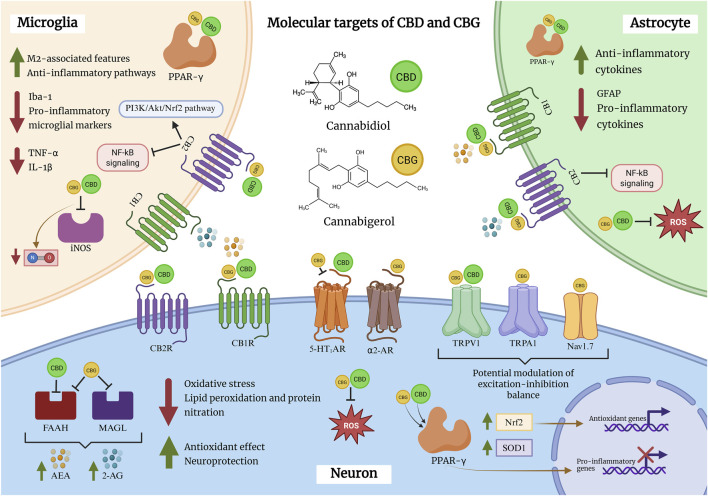Infographic illustrating the molecular targets and effects of cannabidiol (CBD) and cannabigerol (CBG) in microglia, astrocytes, and neurons, depicting signaling pathways, receptor interactions, chemical structures, anti-inflammatory and antioxidant outcomes, and relevant proteins and genes.