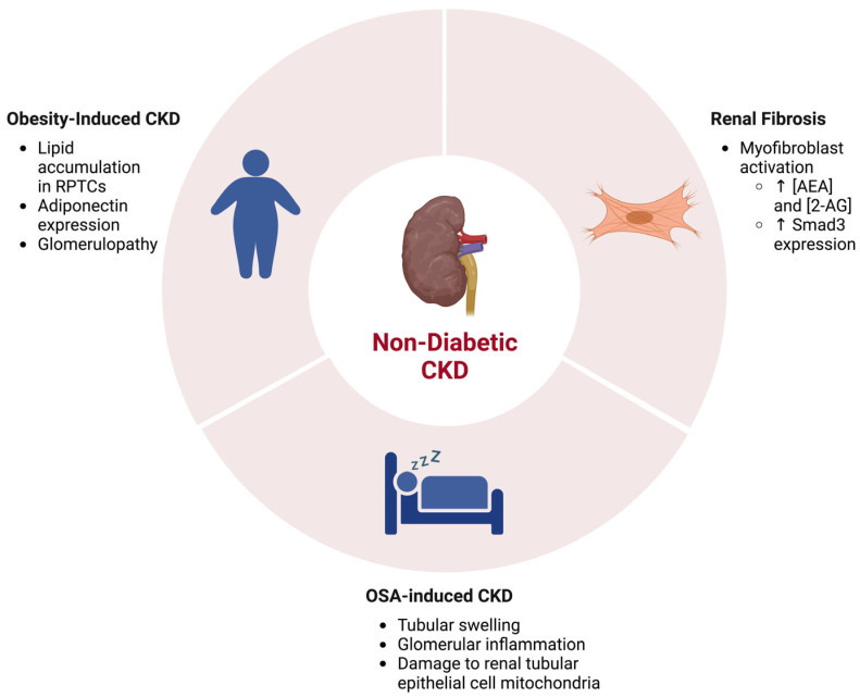 The ECS and associations in NDCKD. Kidney diseases including renal fibrosis, obesity-induced CKD, and obstructive sleep apnea (OSA)-induced CKD are associated with activity alterations in the ECS. Created with BioRender.com.