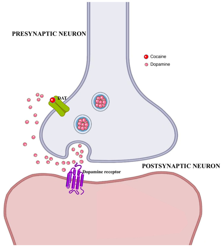 Molecular mechanisms associated with cocaine effects. Abbreviations: DAT: dopamine transporter.
