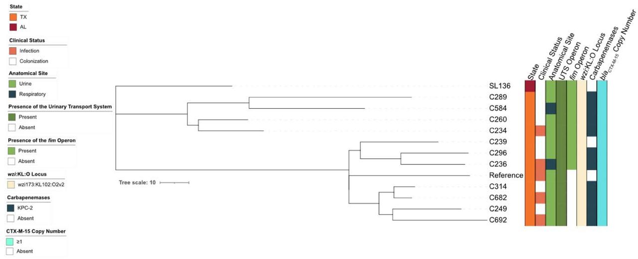 Reference-based phylogenetic tree of CG307 strains used in this study.All strains were collected in Texas (orange) with the exception of SL136 which was from the greater Gulf Coast region (red). Strains were isolated from either symptomatic infections (light orange) or from asymptomatic colonization (white). Strains were cultured from urine (light green) or sputum (dark blue) samples. After sequencing, genomes were queried for the presence of numerous genomic elements. All strains possessed the high-affinity urea transport system (UTS) (dark green). Two thirds of strains had an intact fim operon (green), while the remaining third had a complete deletion of the operon (white). All strains possessed an identical wzi-173 allele and were assigned to the same K and O loci (off-white). Most strains possessed the KPC-2 carbapenemase gene (10/13 – dark blue) while 3 strains did not possess a carbapenemase (white). All strains encoded at least one copy of the extended spectrum β-lactamase (ESBL) gene blaCTX-M-15 (light blue).