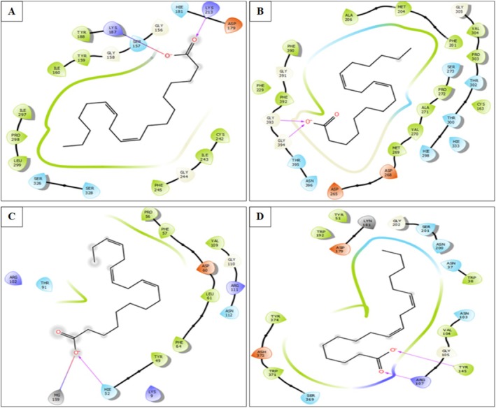 The 2D viewer of Linoleic acid interactions with the active site. (A): NADPH oxidase, (B): Beta‐ketoacyl‐[acyl carrier protein] synthase from Escherichia coli . (C): Staphylococcus aureus nucleoside diphosphate kinase. (D): G. candidum Cel7A structure.
