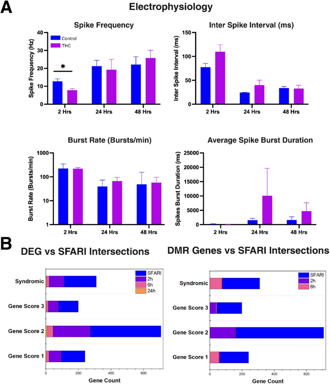 Electrophysiological measurements and SFARI gene intersection(A) Electrophysiological activity of PFCOs exposed to THC or vehicle controls (Control) at 2, 24, and 48 hours. Spike frequency, ISI, burst rate, and burst duration were compared using unpaired two-tailed t-tests. A significant increase in spike frequency was observed at 2 hours (p < 0.05); no other measures showed significant differences. Data are mean ± SEM. (B) Intersection of THC-responsive genes with autism spectrum disorder (ASD)-associated genes from the SFARI Gene database. Bars are overlapping and the rightmost point of each color represents the value of gene count for that category. Left: Overlap between differentially expressed genes (DEGs) at 2, 6, and 24 hours and SFARI categories. Right: Overlap between differentially methylated region (DMR)-associated genes at 2 and 6 hours and the same SFARI categories. SFARI categories are the following: Gene Score 1: High Confidence, Gene Score 2: Strong Candidate, Gene Score 3: Suggestive Evidence, and Syndromic.