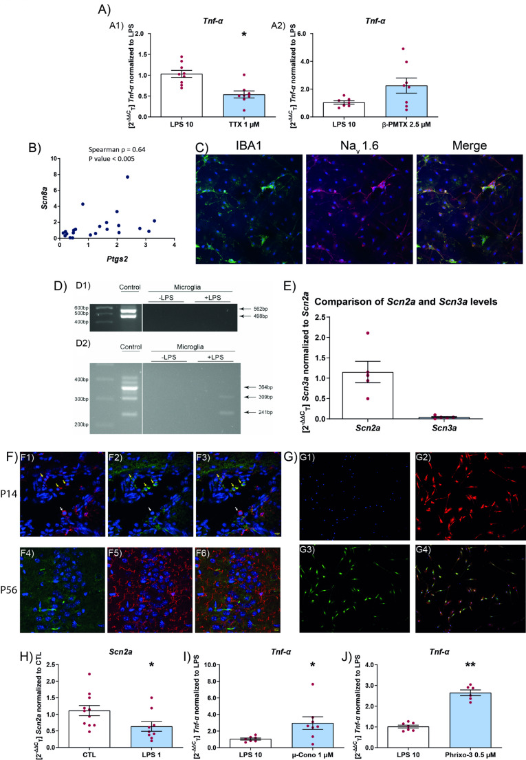 Sodium channel modulator effect on microglia. A Effect of TTX (A1) and β-PMTX (A2) on the mRNA levels of Tnf-α on microglial cells stimulated with LPS. Levels of Tnf-α normalized to LPS treated microglia, microglia were pretreated with toxin for 45 min, followed by LPS (10 µg/mL) for 6 h. Data are expressed as mean ± SEM (n = 3) *p < 0.05. B Spearman Rho between Scn8a and Ptgs2 mRNA levels (B). C expression of Nav1.6 in activated microglia, LPS (1 µg/mL) treated for 24 h (C). Immunocytochemistry for IBA1 (green), Nav1.6 (red), nuclei DAPI (blue). D Brain (control) and microglia untreated (-LPS) or treated (+ LPS (1 µg/mL)) for 24 h. 564 bp = Scn1a transcript with poison exon and 498 bp without inclusion of the poison exon (D1). Brain (control) and microglia untreated (-LPS) or treated (+ LPS (1 µg/ml)) for 24 h. 364 bp = Scn8a full length transcript, 309 bp = Scn8a transcript with poison exon, 241 bp = Scn8a transcript that skips exon (D2). E Comparison of Scn2a and Scn3a mRNA levels in microglia (E). F Expression of Nav1.2 in mouse in vivo in microglia (F), P14 (F1–F3), P56 (F4–F6). G Expression of Nav1.2 in vitro in microglia (G). F and G Immunohisto- and immunocytochemistry for IBA1 (red), Nav1.2 (green), nuclei DAPI (blue). H Scn2a mRNA levels after 24 h of activation by LPS (1 µg/mL) (H). I and J Microglia pretreated with either µ-Cono (I) or Phrixo-3 (J) for 45 min followed by LPS (10 μg/mL) for 6 h. Data are expressed as mean ± SEM (n = 3) *p < 0.05; **p < 0.01. CTL control, LPS lipopolysaccharide, µ-Cono µ-conotoxin KIIIA, Phrixo-3 phrixotoxin-3, TTX tetrodotoxin, β-PMTX β-pompilidotoxin, IBA1 ionized calcium-binding adapter molecule 1