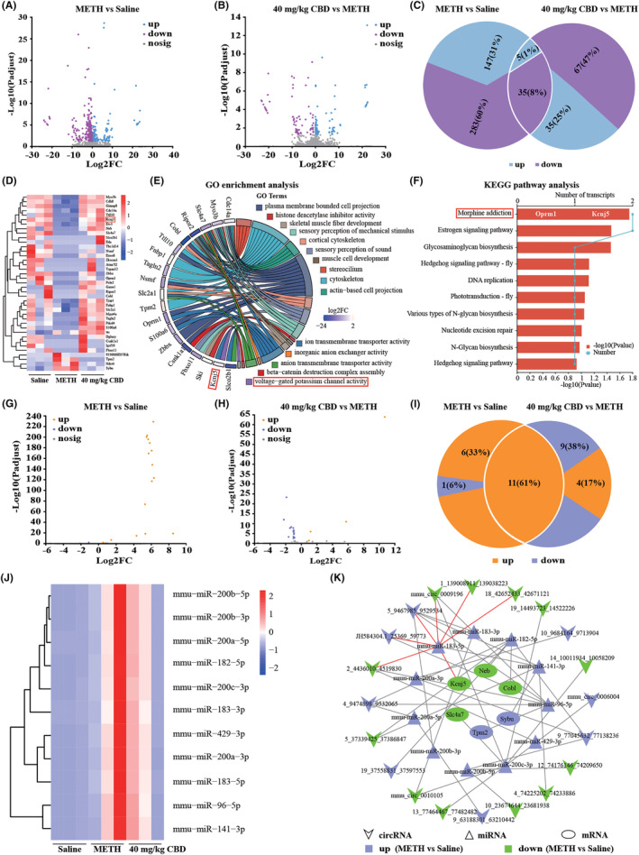 mRNAs and miRNAs profiling in the NAc of mice from saline, METH, and 40 mg/kg CBD + METH groups. (A) The volcano plot of DEmRNAs in the NAc between the saline‐treated mice and METH‐treated mice. (B) The volcano plot of DEmRNAs in the NAc between the 40 mg/kg CBD + METH‐treated mice and METH‐treated mice. (C) There is a total of 40 shared DEmRNAs among the three groups. (D) A heatmap displayed the expression of 40 shared mRNAs in three paired samples of NAc from saline‐treated mice, METH‐treated mice, and 40 mg/kg CBD + METH‐treated mice. (E) The top 15 terms in the GO enrichment analysis of 40 shared DEmRNAs. (F) The top 10 pathways in the KEGG pathway analysis of 40 shared DEmRNAs. (G) The volcano plot of DEmiRNAs in the NAc between the saline‐treated mice and METH‐treated mice. (H) The volcano plot of DEmiRNAs in the NAc between the 40 mg/kg CBD + METH‐treated mice and METH‐treated mice. (I) There are a total of 11 shared DEmiRNAs among the three groups. (J) A heatmap displayed the expression of 11 shared miRNAs in three paired samples of NAc from saline‐treated mice, METH‐treated mice, and 40 mg/kg CBD + METH‐treated mice. (K) ceRNA network that was constructed based on the dataset of shared 42 DEcircRNAs, 11 DEmiRNAs, and 40 DEmRNAs using miRanda.