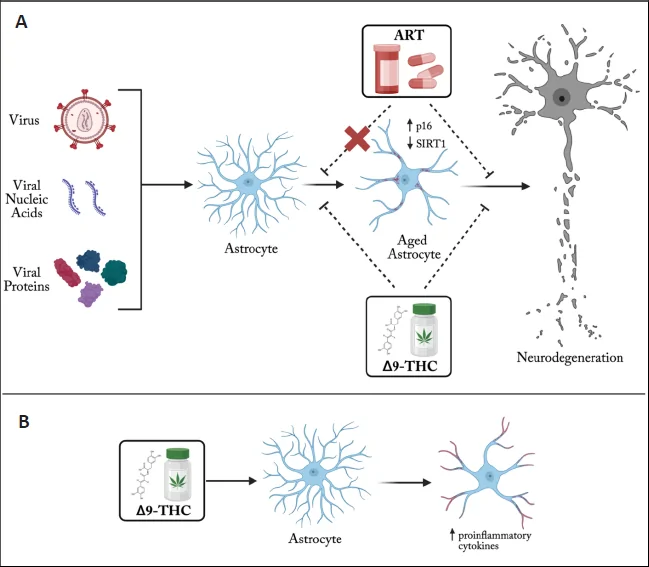 Schematic for the overall hypothesis.(A) Viral proteins and nucleic acids induce chronic inflammation and an aged phenotype in astrocytes (increased p16, decreased sirtuin 1 (SIRT1) function, and increased glial fibrillary acidic protein combined with downstream neurodegeneration. Combination antiretroviral therapy (ART) partially prevents this process. Our hypothesis is that delta9-tetrahydrocannabinol (Δ9-THC), as a synergistic adjunct to combination ART, would prevent the altered astrocyte phenotype, the neurodegeneration, and cognitive decline. (B) In a healthy environment, Δ9-THC alone can activate astrocytes toward a proinflammatory phenotype characterized by increased cytokine secretion. Our hypothesis is that Δ9-THC functions as a bidirectional modulator, protective in the presence of ART during HIV infection yet capable of promoting glial activation under non-infectious conditions. Created in BioRender. Van Zandt, A. (2025) https://BioRender.com/di031sd.