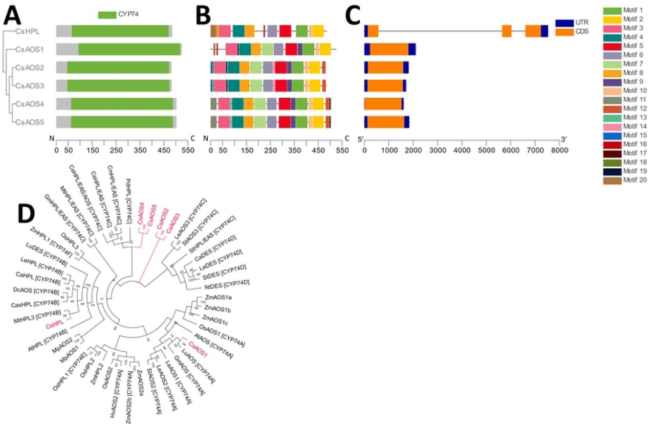 Phylogenetic, genetic, motif, and domain analysis of the C. sativa CYP74 gene family. (A) Cladogram of peptide sequences and conserved domains. (B) Distribution of conserved peptide sequence motifs. Colors are described in legend; x-axis represents length of peptides in amino acids. (C) Diagram of genetic structure. Blue bars, orange bars, and gray lines represent untranslated regions, exons, and introns, respectively; x-axis represents length of gene in nucleotides. (D) Polar cladogram depicting evolutionary relationship with gene families of selected species. Node labels show confidence values from 1000 bootstrap replications.