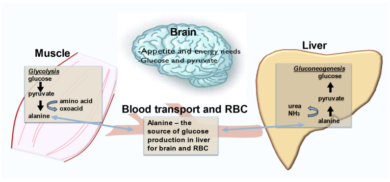 Exercise can induce the glucose alanine cycle. Depicted are the relationships between catabolism of the amino acid alanine in muscle during strenuous exercise to generate glucose needs for the brain and red blood cells (RBC). Thus, exercise actions can result in the conversion of pyruvate to alanine, a gluconeogenic amino acid that is transported from muscle via blood to the liver for gluconeogenesis.