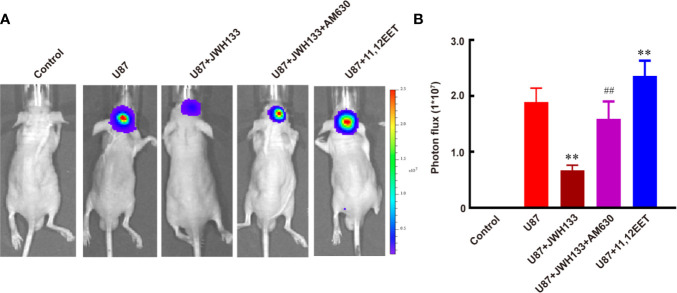 JWH133 treatment inhibits the growth of glioma two weeks after implantation. Representative bioluminescent images (A) and the quantification (B) of the tumor-bearing mice implanted with U87 in the Control, U87, U87 + JWH133, U87 + JWH133 + AM630, and 11,12-EET groups. Data are shown as mean ± S.E.M, n = 5, **P < 0.01 vs. U87 group, ##P < 0.01 vs. U87 + JWH133 group (one-way ANOVA followed by Tukey’s post hoc test).