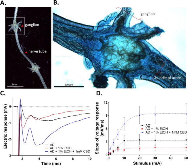 CBD increases electrophysiological responses measured in the ventral chain ganglia of M. sexta larvae. (A) A low power microscopic image of a 5th-instar chain ganglion which was micro dissected from the larva, and annotation showing where the stimulating electrode was placed in the ganglion, and where the nerve tube was cut and drawn into the recording electrode. (B) A high power image of a methylene blue-stained ganglion. (C) Representative voltage responses following electrical stimulation of ganglia from the M. sexta fed on AD, AD + 1% EtOH, and AD + 1% EtOH + 1 mM CBD (one-way ANOVA, n = 5, p < 0.05). (D) The slope of the negative voltage response plotted as a function the stimulus intensity to quantify the input-output relationships within each treatment group (one-way ANOVA, n = 5, p < 0.05).