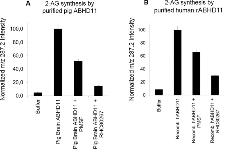 Purified ABHD11 is able to catalyze the hydrolysis of diacylglycerol.Purified ABHD11 from pig brain A- or human recombinant ABHD11 (rABHD11) B- were tested in DAG lipase assay: pre-incubation with inhibitors PMSF (3mM) or RHC80267 (1mM) or vehicle for 30 minutes, followed by 6hr DAG lipase incubation with DAG-encapsulated liposomes. Mass spectrometry analysis of 2-AG was then performed. All data are normalized on m/z 287.2 intensity. They represent the average of 2 individual experiments and are expressed as mean +/-SD.