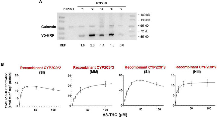 The impact of CYP2C9 variants on the 11’-hydroxylation of Δ8-THC.(A) Western blot analysis showing the expression of V5-tagged recombinant CYP2C9 variants in overexpressing HEK293 microsomes. REF indicates their relative expression factors, with the wild-type CYP2C9*1 designated as 1.0. (B) Representative enzyme kinetic curves of the 11’-hydroylation of Δ8-THC for recombinant CYP2C9*2 fitted with the substrate inhibition (SI) model, recombinant CYP2C9*3 fitted with the Michaelis-Menten (MM) model, recombinant CYP2C9*8 fitted with the SI model, and recombinant CYP2C9*9 fitted with the Hill model.