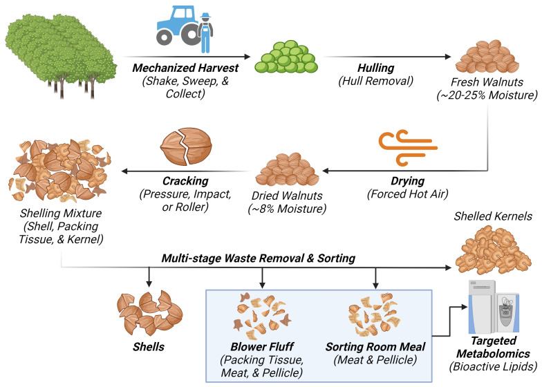 Diagram representing the walnut processing waste stream generating “Blower Fluff (BF)” and “Sorting room Meal (SRM)” samples respectively. Created with BioRender.com