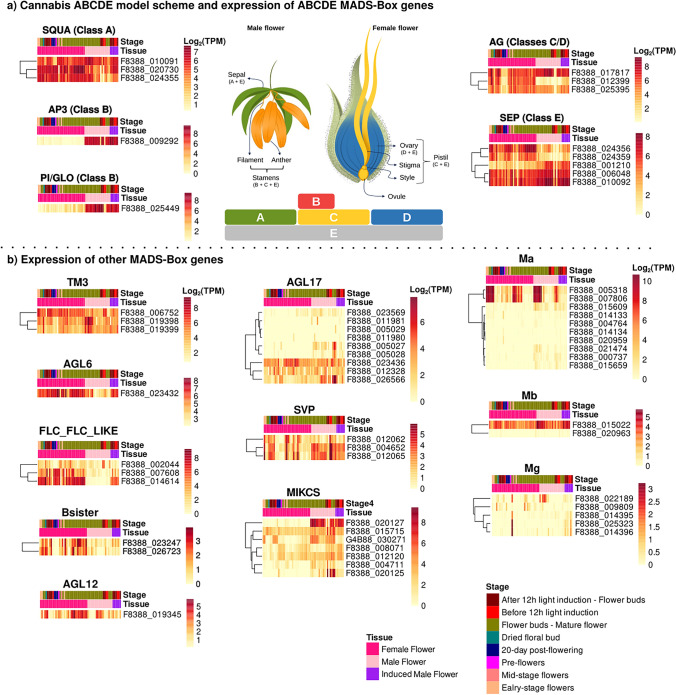 Expression profiles of representative MADS-box genes by clade. Heatmap shows normalized expression for representative genes from each orthology-defined clade. The “Class” column refers to the ABCDE model of floral organ identity, as represented at the central scheme. The “Stage” column indicates the developmental stage for each sample, as reported in the SRA metadata. The central scheme depicts the ABCDE model; colors map classes to organs. Model adapted from Y.-T. Chen et al., (2019); flower drawings adapted from Releaf (2023), Schilling et al. (2021) and Yadav et al. (2023). Illustration: Rosana Gobbi Vettorazzi.