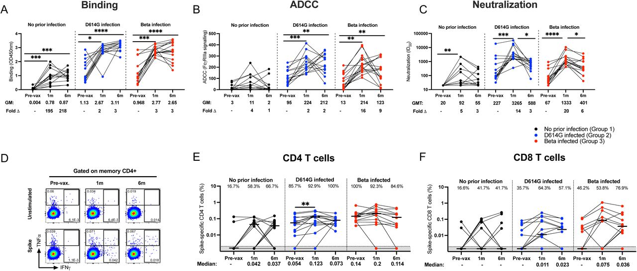 Durability of antibody and T cell responses 6 months after a single Ad26.COV2.S dose.Participants with no prior infection (black, Group 1), infected with D614G (blue, Group 2) or infected with Beta (red, Group 3) were tested for binding (A), antibody-dependent cellular cytotoxicity (ADCC) activity (B), and neutralization (C) of the D614G variant. Ancestral spike-specific CD4 (D and E) and CD8 (F) T cell responses before vaccination and at 1 and 6 months after vaccination. For antibody responses, geometric mean (GM) values and fold changes are shown below the graphs. Fold changes were all calculated relative to the pre-vaccination timepoints. Binding antibodies were quantified by OD450nm values, ADCC activity was measured in FcγRIIIa signaling and neutralization was indicated by 50% inhibitory dilution (ID50) values. All serology experiments were performed in duplicate. For T cell responses, the proportion of responders (%) is shown within the graph. Frequencies are reported after background subtraction and medians are indicated below the graph. Representative flow plots are shown in D. The Friedman test with Dunn’s correction for multiple comparisons was used to determine statistical significance. Significance is shown as: ****p<0.0001, ***<0.001, **p<0.01, *p<0.05.