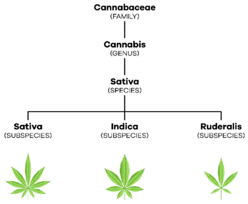 Taxonomic organization of C. sativa L.