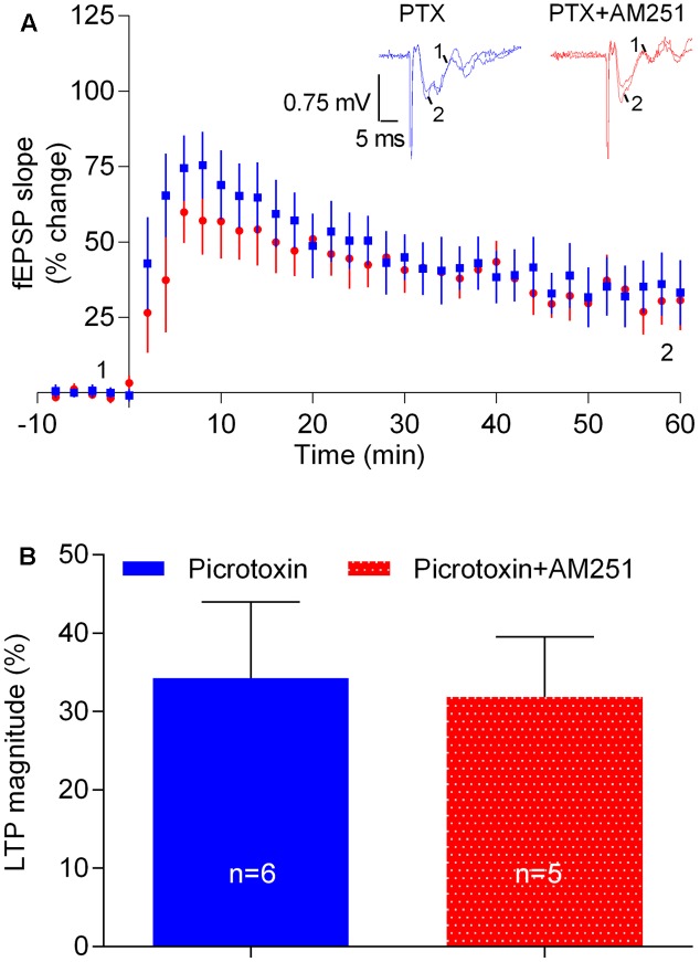 The influence of physiologically released eCB upon strong-θ-burst-induced LTP is lost upon blockade of GABAergic transmission. (A) Data obtained in slices treated with the GABAA receptor antagonist, PTX (50 μM) in the absence (control) or in the presence of 1 μM of AM251. (B) Quantification of LTP magnitude under the indicated conditions. No significant differences between both conditions were found (F(5,4) = 1.9, p > 0.05, Student’s t-test). For further details see legend to Figure 1.