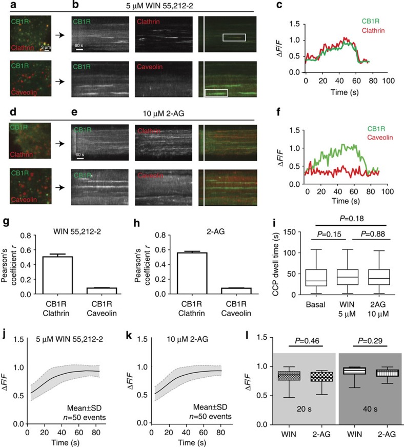 Agonists control the maturation process of CB1R clathrin-coated pits.(a) HEK293 cells co-expressing SEP-CB1Rs and DsRed-clathrin (top) or mCherry-caveolin-1 (bottom) incubated with 5μM WIN 55,212-2 and imaged under TIRF microscopy. Single frames show overlay after 5 min of incubation. (b) Kymographs showing individual SEP-CB1R endocytic event with clathrin (top, yellow traces) and caveolin-1 (bottom). (c) Representative normalized fluorescence intensity scan from the overlay of SEP-CB1Rs and DsRed-clathrin. (d) HEK293 cells expressing SEP-CB1Rs and either DsRed-clathrin (top) or mCherry-caveolin-1 (bottom) were incubated with 10μM 2-AG. Single frames after 5 min show the overlay. (e) Kymographs showing individual SEP-CB1R endocytic events with clathrin (top, yellow traces) and mCherry-caveolin-1 (bottom). (f) Representative fluorescence intensity trace from an individual SEP-CB1R endocytic event showing no colocalization with mCherry-caveolin-1. (g) Colocalization was analysed in multiple cells 5 min after treatments between CB1Rs and clathrin or CB1Rs and caveolin-1 (n=5–7 cells, error bars represent s.e.m. from multiple analyses). (h) Colocalization analysis after a 5-min treatment with 10μM 2-AG between SEP-CB1Rs and DsRed-clathrin or mCherry-caveolin-1 (n=6–9 cells, error represents s.e.m. from multiple analyses). (i) Clathrin-coated pit dwell times were analysed in HEK cells expressing only Ds-Red-clathrin under basal conditions or in the presence of the indicated ligands. (j) The mean intensity from the initial 20 s from events elicited with 5μM WIN 55,212-2, black shows the mean and grey s.d. (n=50 events). (k) The mean intensity from endocytic events elicited with 10μM 2-AG (n=70 events). (l) Box and whiskers analysis comparing normalized intensities from j,k at 20 s (left) and 40 s (right) after event onset (P=0.46 and P=0.29, respectively, plot indicates the median values and min/max range).