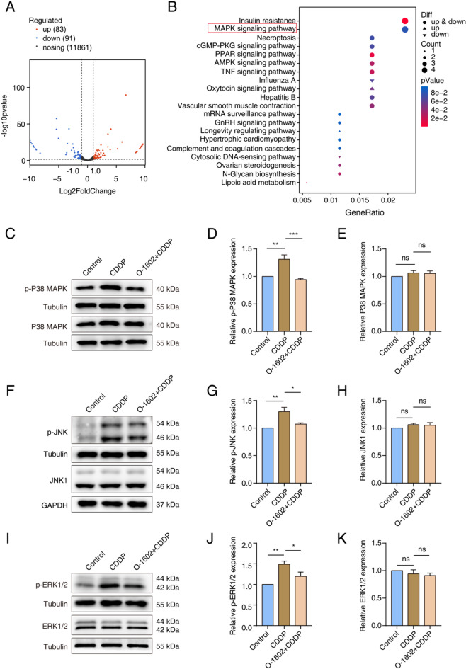 O-1602 protected HCs from damage induced by CDDP via inhibiting the MAPK pathway. (A) A volcano plot illustrated the differentially expressed genes between the CDDP group and the O-1602 + CDDP group. (B) KEGG analysis displayed the top 20 pathways most significantly affected between the CDDP group and the O-1602 + CDDP group. (C-E) Western blot analysis showed the expression levels of p-P38 MAPK and total P38 MAPK among different groups. (F-H) Western blot analysis showed the expression levels of p-JNK and total JNK1 among different groups. (I-K) Western blot analysis showed the expression levels of p-ERK1/2 and total ERK1/2 among different groups.